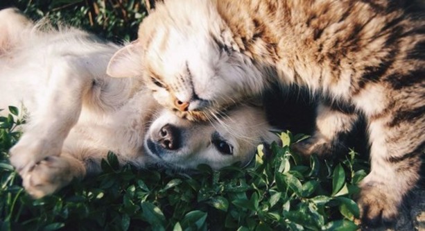 Gli animali domestici sono un toccasana psicofisico per quasi tutti gli italiani