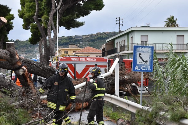 Albero caduto a Taggia, a breve la riapertura dell'Aurelia: quasi ultimati i lavori di sgombero (Foto)