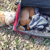 Cucciolo di Pitbull abbandonato, senza vita, dentro una valigia al parco Stura