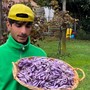 Monvalle terra di lago ma anche di zafferano. La scommessa vinta di un giovane agricoltore: «Lavoriamo a mano e con metodi naturali»