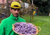 Monvalle terra di lago ma anche di zafferano. La scommessa vinta di un giovane agricoltore: «Lavoriamo a mano e con metodi naturali»