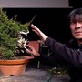 Nizza, eccezionale esposizione di bonsai al Museo delle arti asiatiche