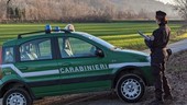 Il bilancio del 2024 dei Carabinieri Forestali di Varese: accertate 254 irregolarità, sanzionate 142 persone, 145 le denunce e 30 i sequestri effettuati