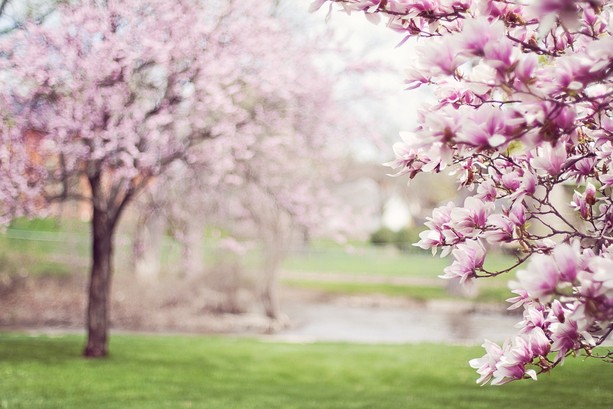 La Primavera è alle porte: ecco i migliori 5 luoghi da visitare in Ticino