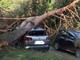 Albero cade su due auto in piazzale Bulferetti a Bizzozero: paura per due persone