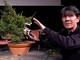 Nizza, eccezionale esposizione di bonsai al Museo delle arti asiatiche