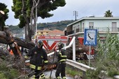 Albero caduto a Taggia, a breve la riapertura dell'Aurelia: quasi ultimati i lavori di sgombero (Foto)