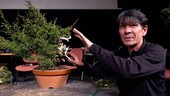 Nizza, eccezionale esposizione di bonsai al Museo delle arti asiatiche