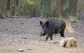 Cinghiale assale e uccide un cacciatore nei boschi di Vicoforte