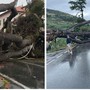 Albero caduto tra Arma di Taggia e Riva Ligure: traffico in tilt, sul posto Vigili del Fuoco e Polizia Locale (Foto)