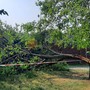 Violento temporale nella notte a Saluzzo: albero spaccato da un fulmine e cantine allagate