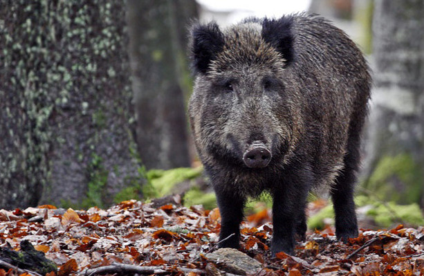 Sparano ai cinghiali nel bosco, la paura dei cittadini: &quot;Fuggiti mentre passeggiavamo con i cani&quot;