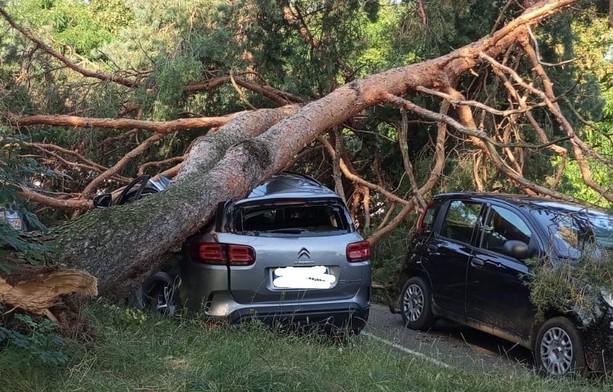 Albero cade su due auto in piazzale Bulferetti a Bizzozero: paura per due persone