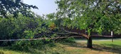 Violento temporale nella notte a Saluzzo: albero spaccato da un fulmine e cantine allagate