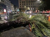 Alberi in città, Piciocchi rompe il silenzio: “Il fanatismo verde crea danni enormi”