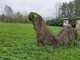 Vandalizzato il Dinosauro del geosito di Cortiglione: &quot;Il posto è abbandonato a se stesso. Da anni chiediamo il monitoraggio&quot;