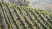 Lavoro nero nei vigneti di Langhe e Roero: sospese quattro imprese agricole