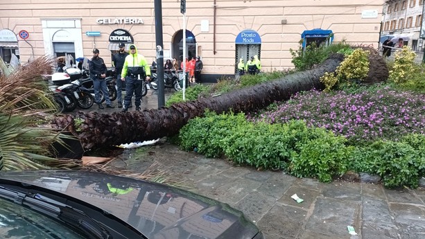 Donna uccisa dal crollo di una palma, aperto un fascicolo per omicidio colposo a carico di ignoti