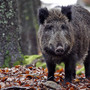 Sparano ai cinghiali nel bosco, la paura dei cittadini: &quot;Fuggiti mentre passeggiavamo con i cani&quot;